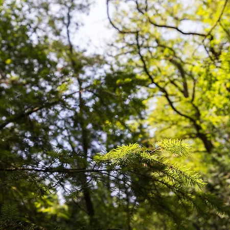 Veluwe Nature - 2-4 Persons