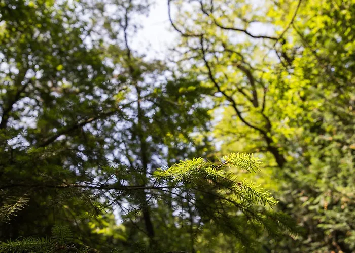 Veluwe Nature - 2-4 Persons